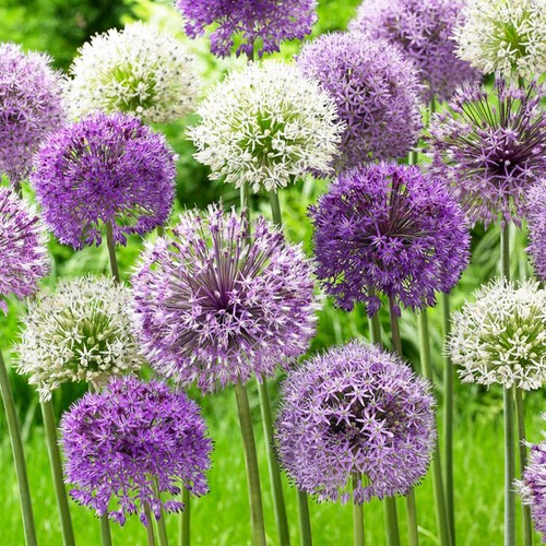 Bulbi allium giganteum - bulbi, di